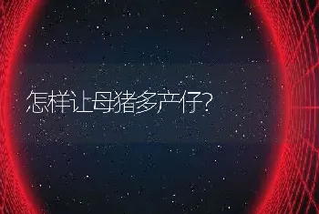 怎样让母猪多产仔？