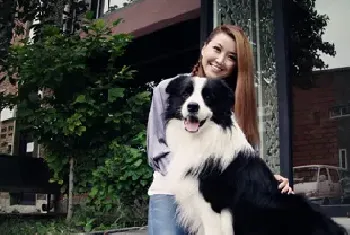 了解边境牧羊犬以及训练方法要点