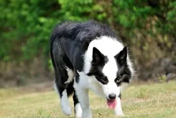 边境牧羊犬流鼻涕了要怎么治疗？