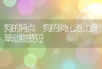 狗的特点 狗的消化道比食草动物要短