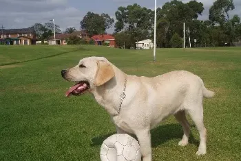 拉布拉多寻回犬的训练方法