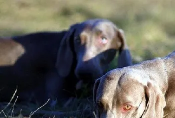 威玛猎犬鼻子干是怎么回事 威玛猎犬鼻子干处理方法