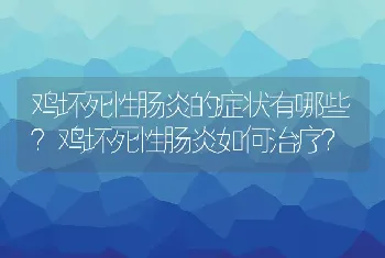 鸡坏死性肠炎的症状有哪些？鸡坏死性肠炎如何治疗？