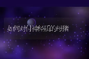 如何对付神经质的母猪