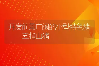 免疫兔群发生病毒性出血症的诊断