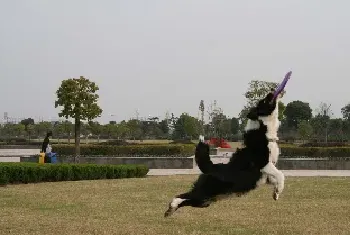 如何训练边境牧羊犬咬飞盘