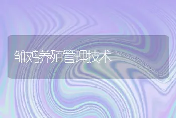 雏鸡养殖管理技术