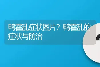 鸭霍乱症状图片？鸭霍乱的症状与防治