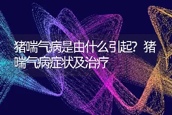 猪喘气病是由什么引起?猪喘气病症状及治疗