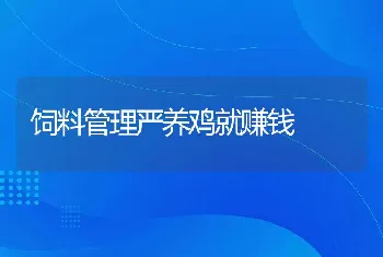 饲料管理严养鸡就赚钱