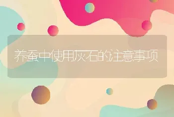 养蚕中使用灰石的注意事项