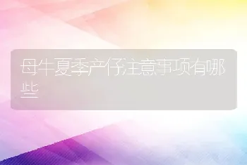 母牛夏季产仔注意事项有哪些