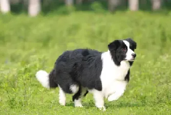 训练边境牧羊犬的基本要领