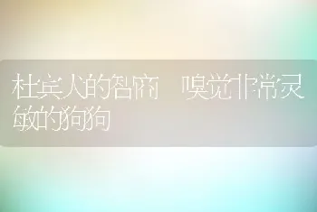 杜宾犬的智商 嗅觉非常灵敏的狗狗