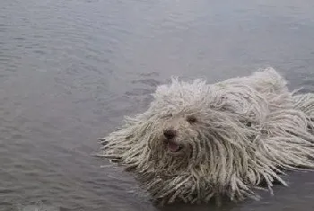 波利犬怎么驱虫 波利犬驱虫方法