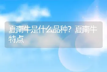 夏南牛是什么品种？夏南牛特点