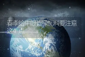 春季给牛喂青绿饲料要注意这4点