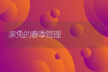 家兔的春季管理