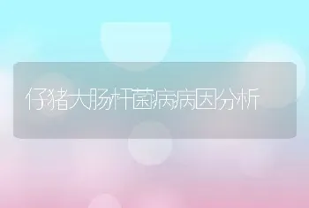 仔猪大肠杆菌病病因分析