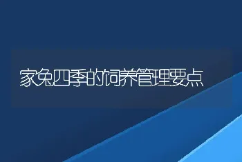 家兔四季的饲养管理要点