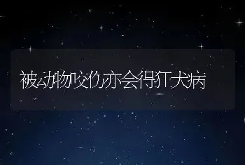 高致病性蓝耳病阴性猪场竟然暴发“高热病”――综合防治措施（下）