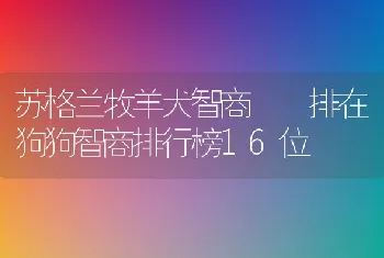 苏格兰牧羊犬智商  排在狗狗智商排行榜16位