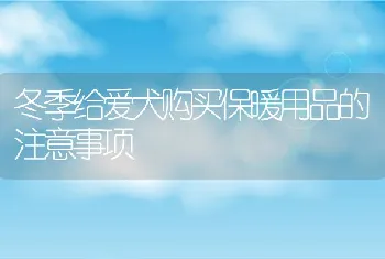 冬季给爱犬购买保暖用品的注意事项