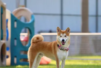 豆柴犬和柴犬区别