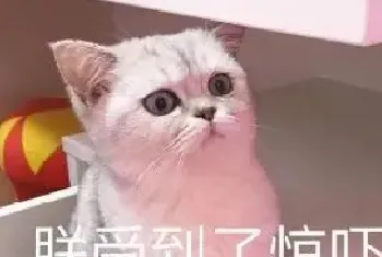 长期养猫的人，肺里会积猫毛究竟是真是假？