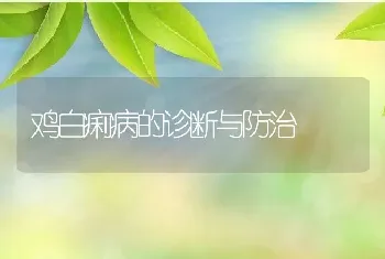 鸡白痢病的诊断与防治