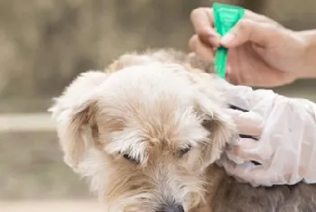 犬落基山斑疹热原因|诊断|预防及治疗方法