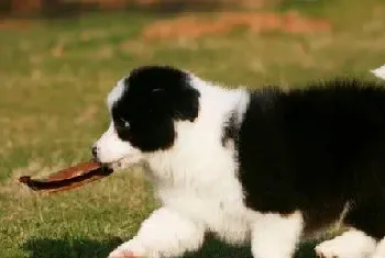 如何训练边牧？训练边境牧羊犬的三步有效法