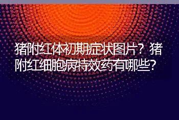 猪附红体初期症状图片？猪附红细胞病特效药有哪些？