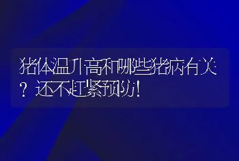 猪体温升高和哪些猪病有关？还不赶紧预防！