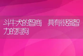 斗牛犬的智商 具有很强智力的狗狗