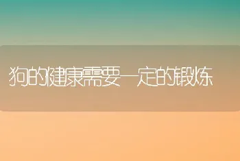 狗的健康需要一定的锻炼