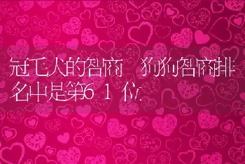 冠毛犬的智商 狗狗智商排名中是第61位