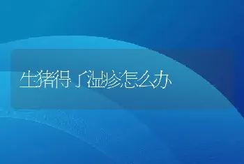 生猪得了湿疹怎么办