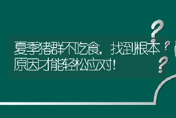 夏季猪群不吃食，找到根本原因才能轻松应对！