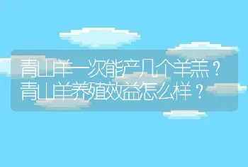 青山羊一次能产几个羊羔？青山羊养殖效益怎么样？