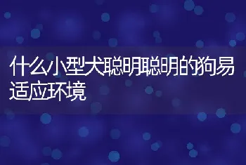 什么小型犬聪明聪明的狗易适应环境