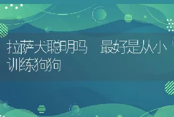 拉萨犬聪明吗 最好是从小训练狗狗