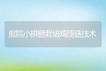 庭院小拱棚栽培鸡腿菇技术