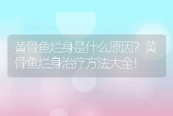 黄骨鱼烂身是什么原因？黄骨鱼烂身治疗方法大全！