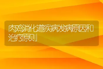 肉鸡消化道疾病发病原因和治疗原则