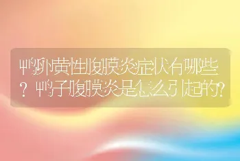 鸭卵黄性腹膜炎症状有哪些？鸭子腹膜炎是怎么引起的？