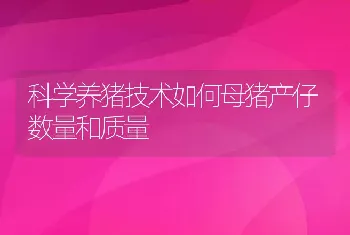 科学养猪技术如何母猪产仔数量和质量