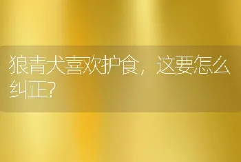 狼青犬喜欢护食，这要怎么纠正？