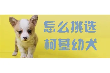 怎么挑选柯基幼犬