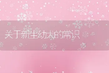 关于新生幼犬的常识